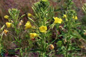 Oenothera parviflora (1)_bewerkt